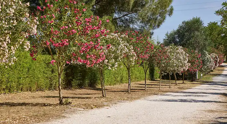 Costa D'Argento Camping Village Club Capalbio