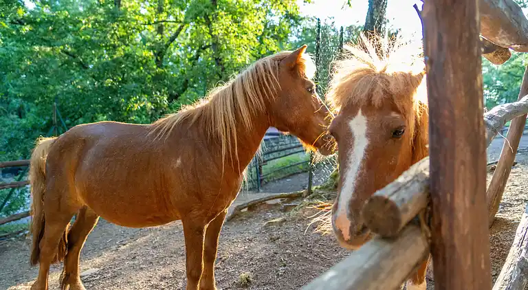 Chianti Glamping Resort
