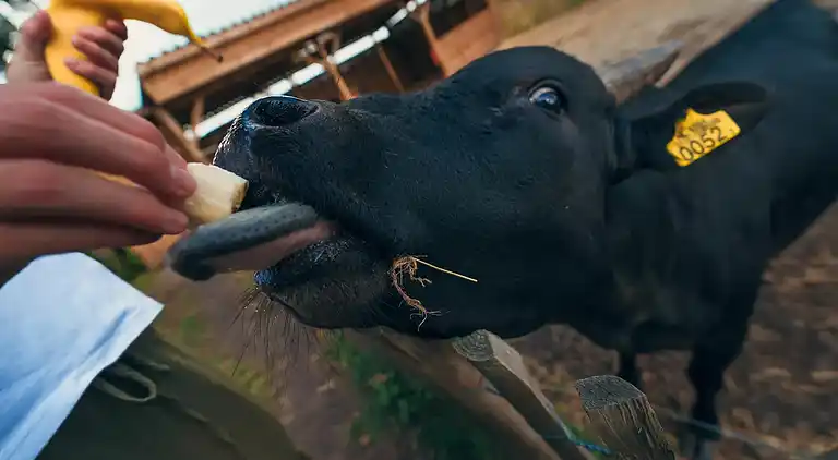 Papillon Country Resort