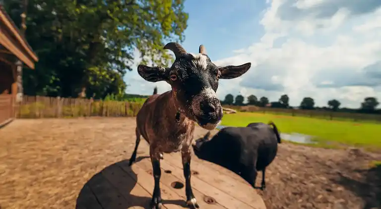 Papillon Country Resort