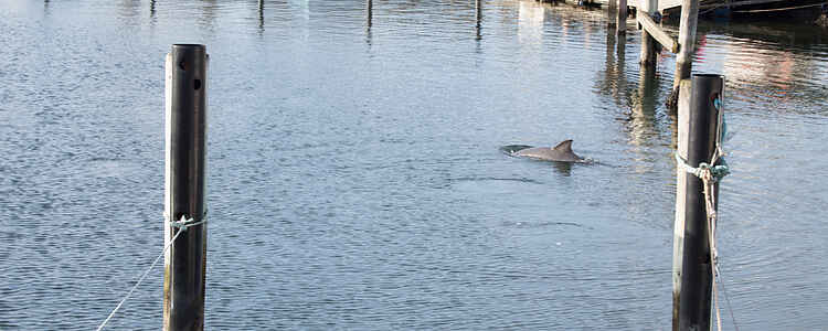 Delfinen i Skærbæk (Fredericia)