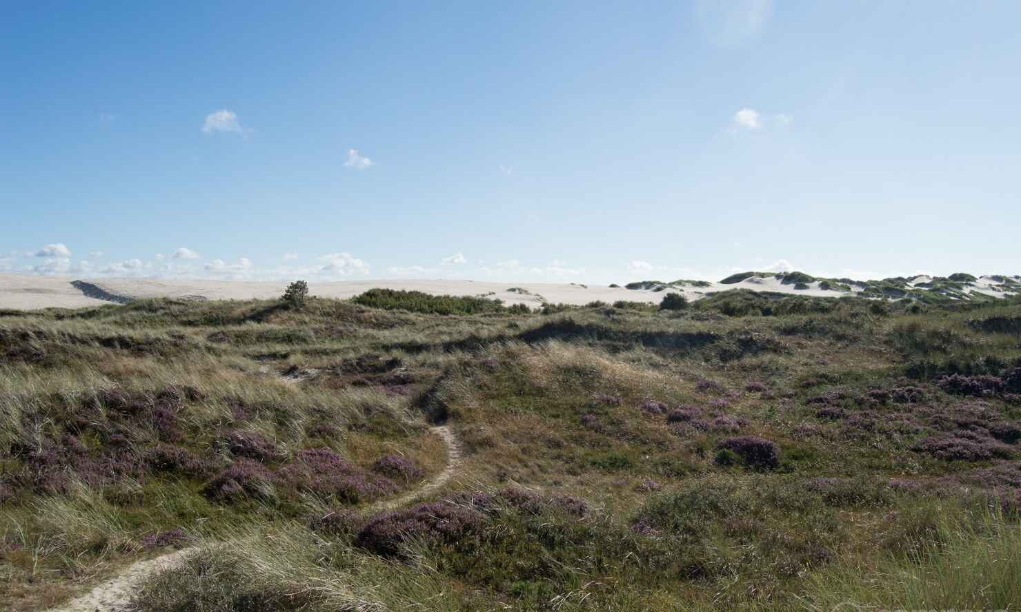 Råbjerg-mile-2.jpg