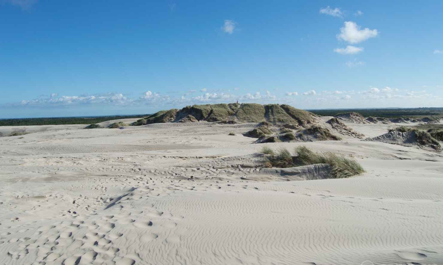 Råbjerg-mile-17.jpg