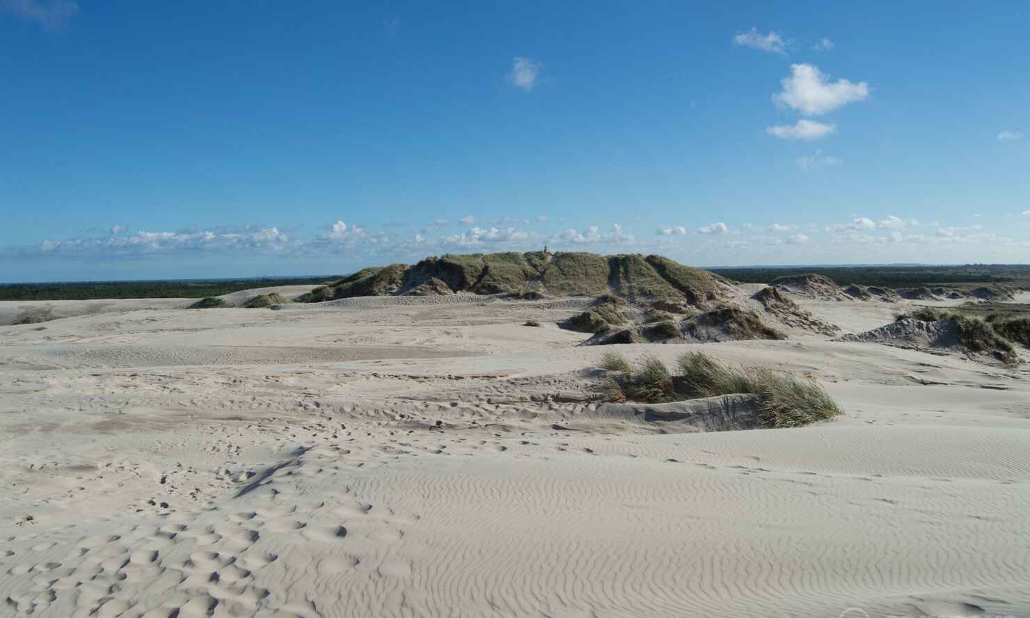 Råbjerg-mile-18.jpg