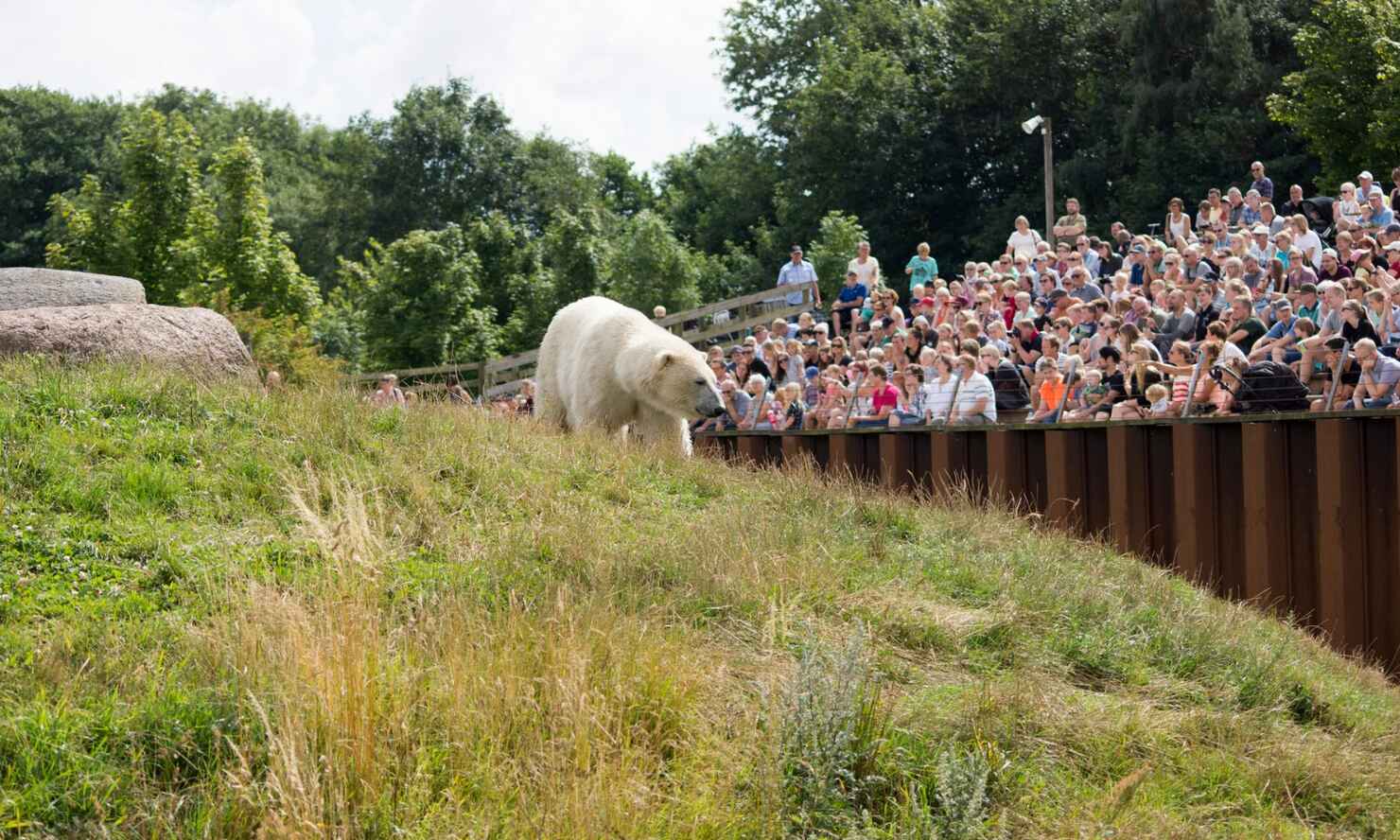 Skandinavisk Dyrepark isbjørn.jpg