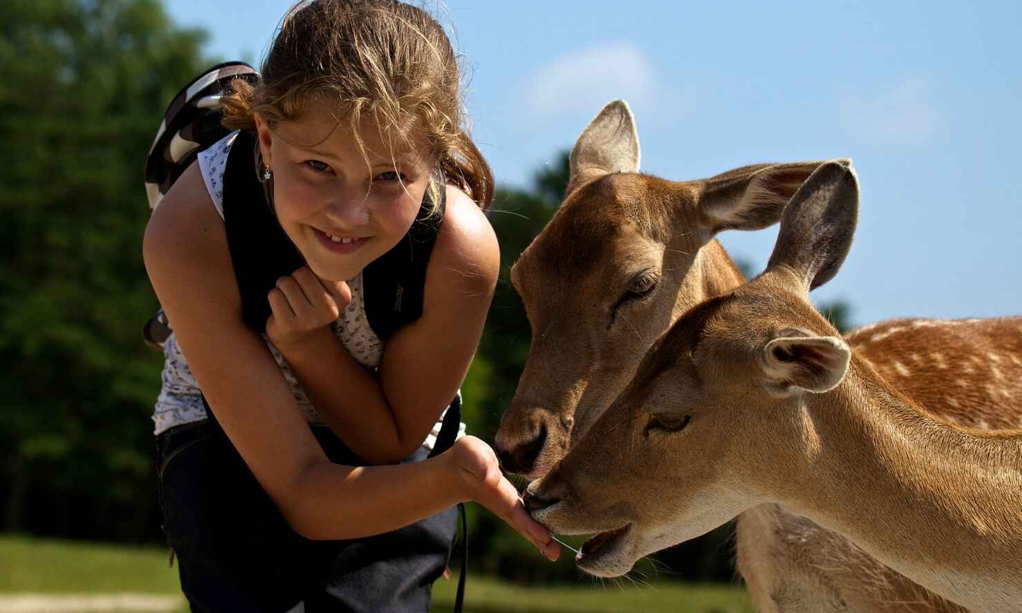 Skandinavisk Dyrepark dådyr og pige.JPG