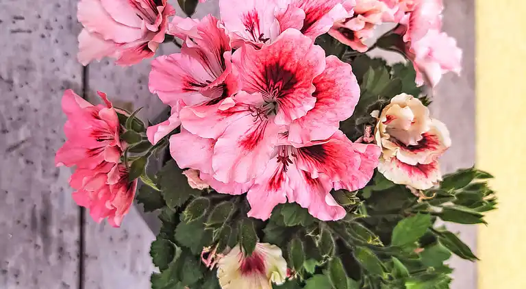 Feriebolig i Oberwang