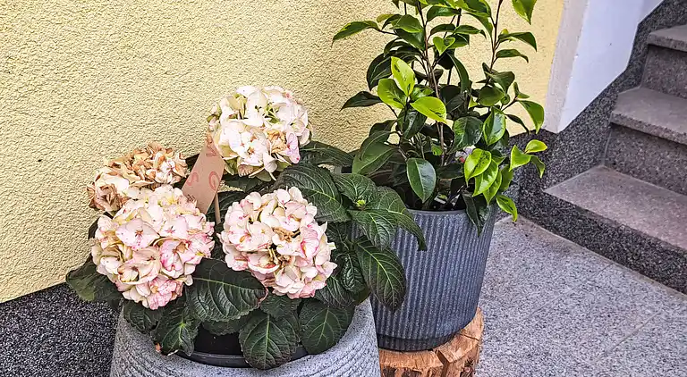 Feriebolig i Oberwang