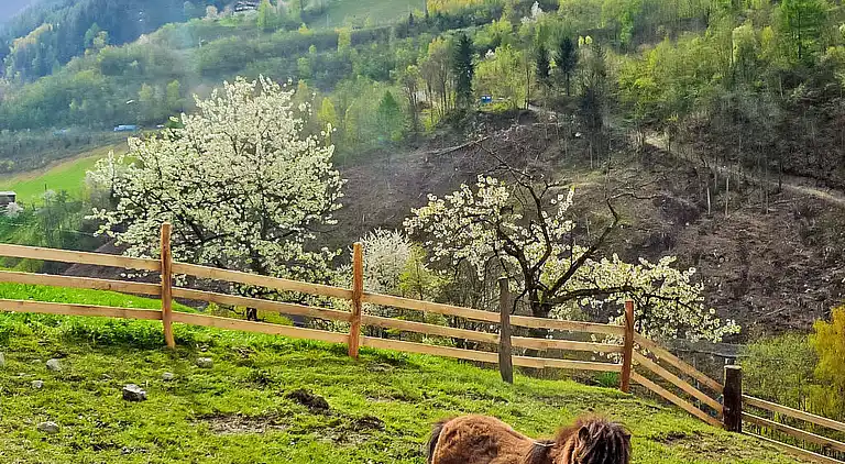 Holiday home in Goldegg