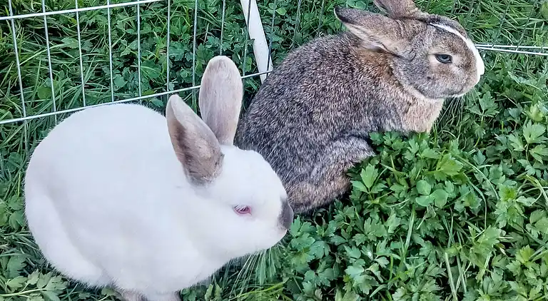 Vacation home in Zell am See