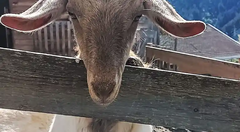 Vacation home in Zell am See