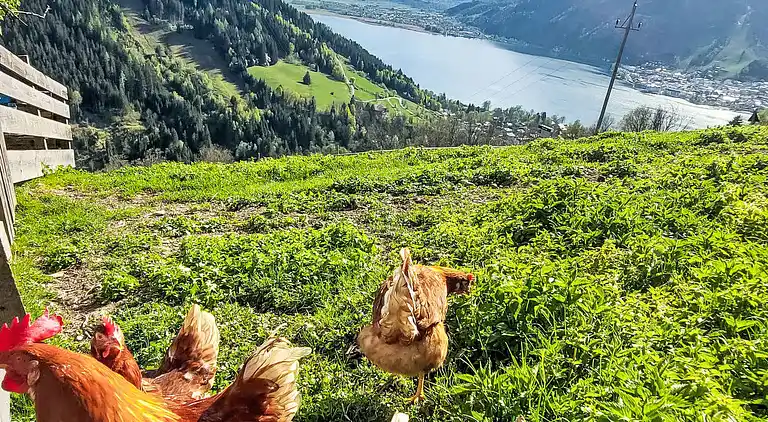 Vacation home in Zell am See