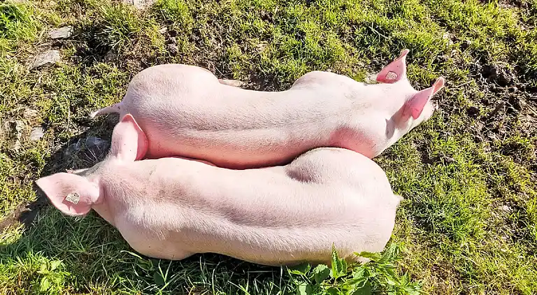 Vacation home in Zell am See