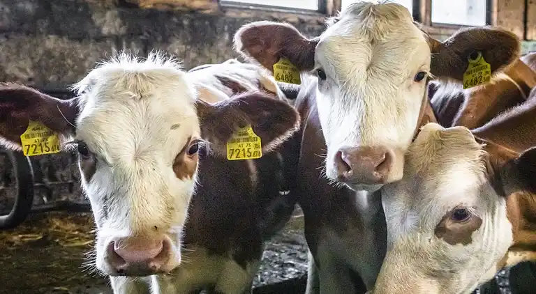 Holiday home in Jesdorf