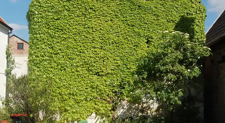 Holiday home in Mörbisch am See