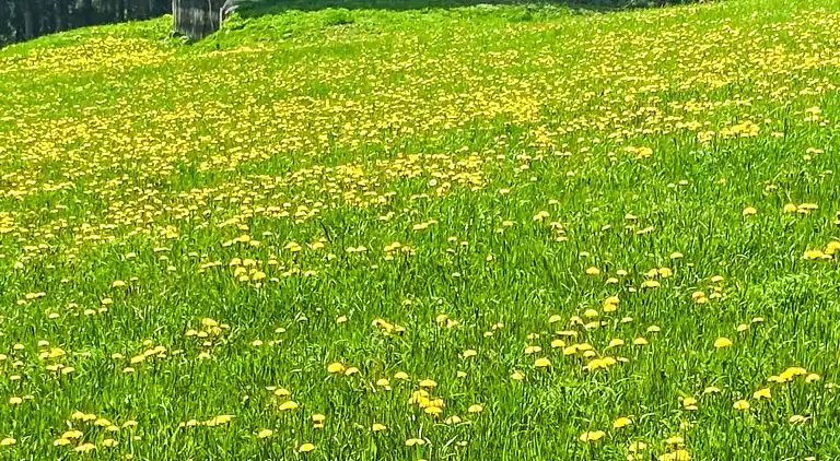 Holiday home in Ramsau am Dachstein