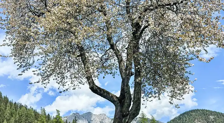 Holiday home in Ramsau am Dachstein