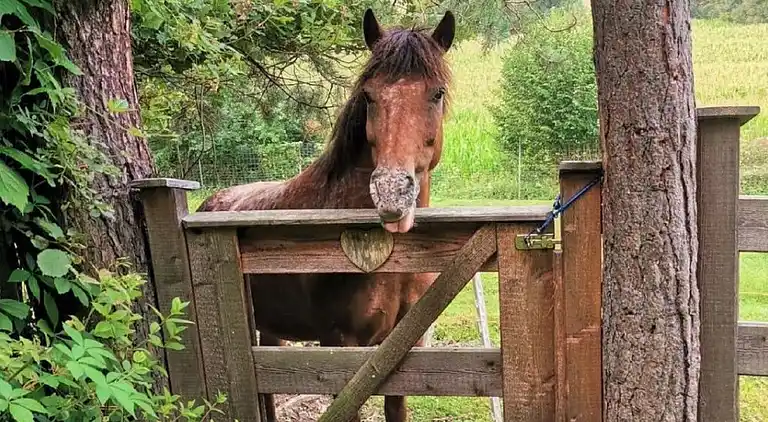 Semesterbostad i Rajach