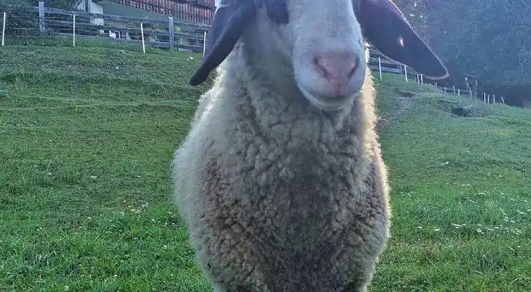 Semesterbostad i Rajach