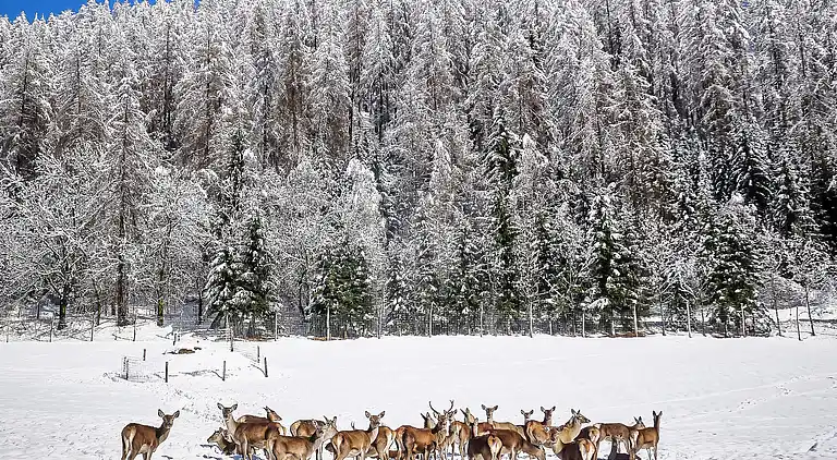 Holiday home in Heiligenblut am Großglockner