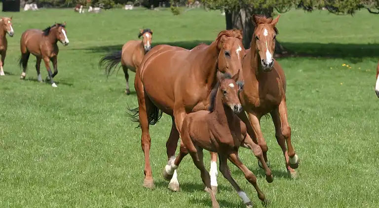 Holiday home in Muriaux