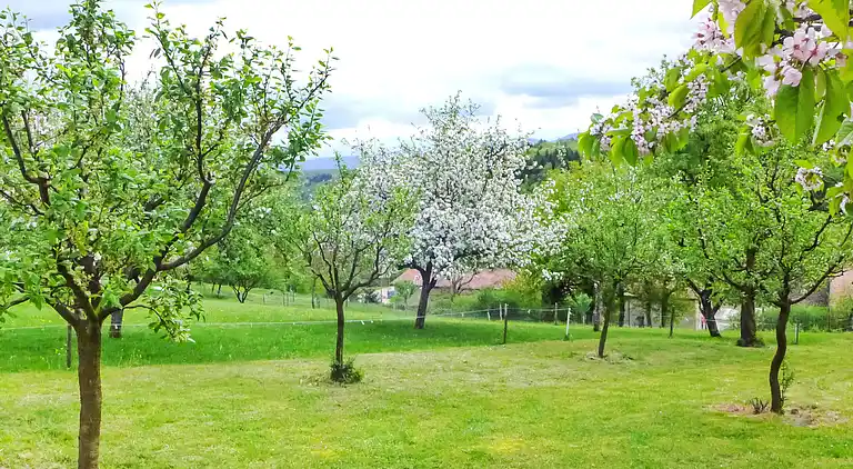 Feriebolig i Courchavon