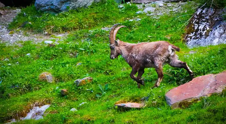 Holiday home in Saas-Grund