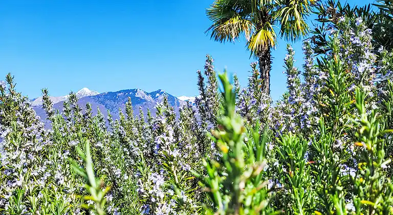 Holiday home in Magadino