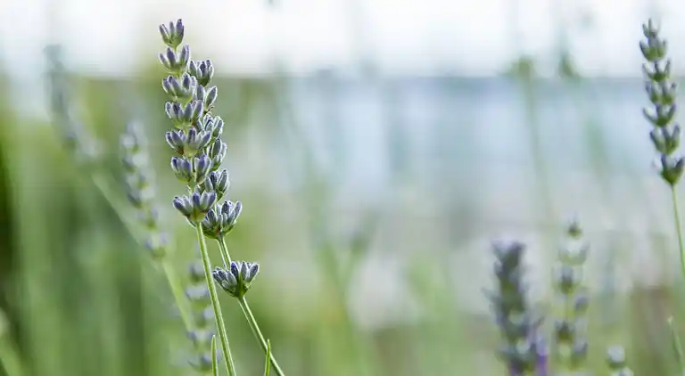 Vacation home in Davesco-Soragno