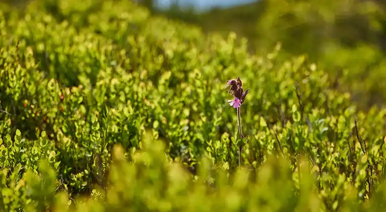Feriebolig i Vítkovice