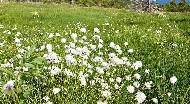 Feriebolig i Vítkovice