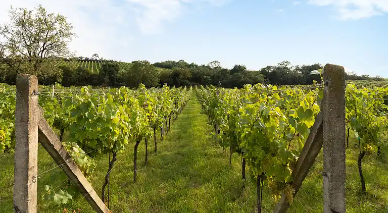 Feriebolig i Horní Věstonice