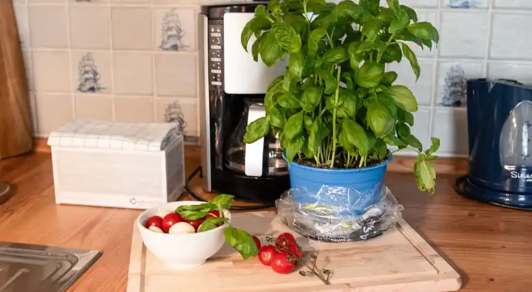 Feriebolig i Westermarsch II