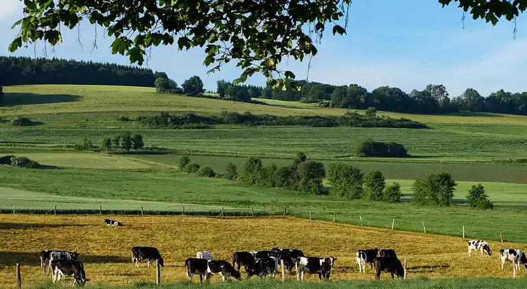 Feriebolig i Wochenendhausgebiet Auf Hasert