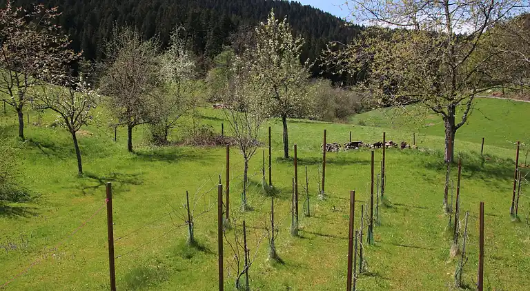 Ferienhaus in Reinerzau