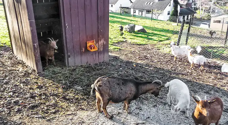 Feriebolig i Welschensteinach