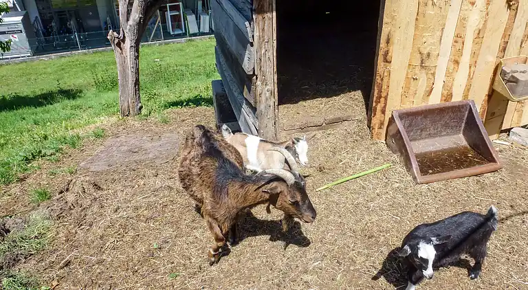 Feriebolig i Welschensteinach