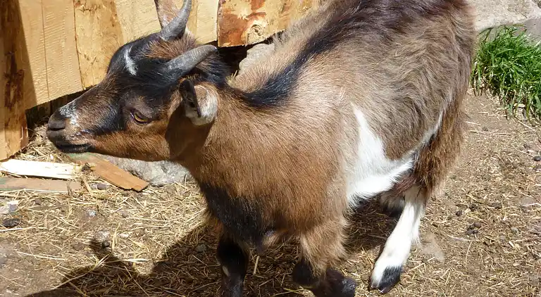 Feriebolig i Welschensteinach