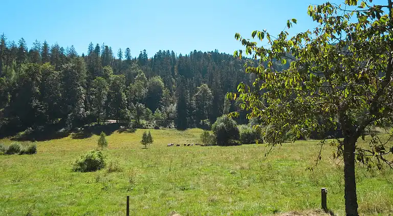 Feriebolig i Titisee