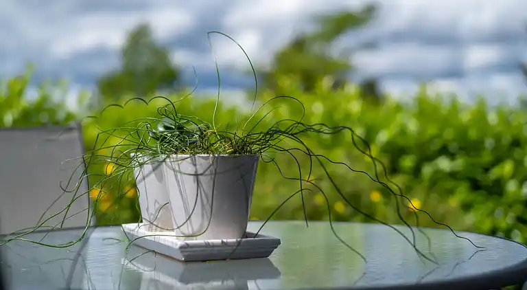 Ferienhaus in Löffingen