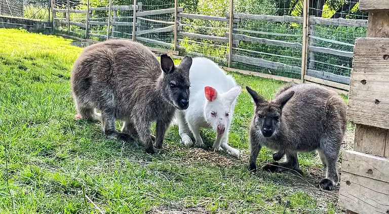 Holiday home in Kleß