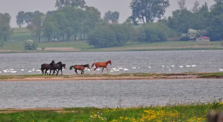 Holiday home in Gollwitz