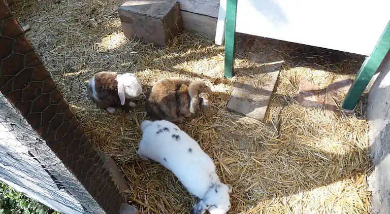 Ferienhaus in Hohburg