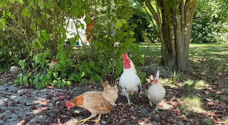 Ferienhaus in Hohburg