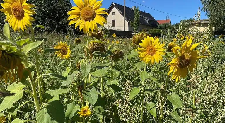 Ferienhaus in Hohburg