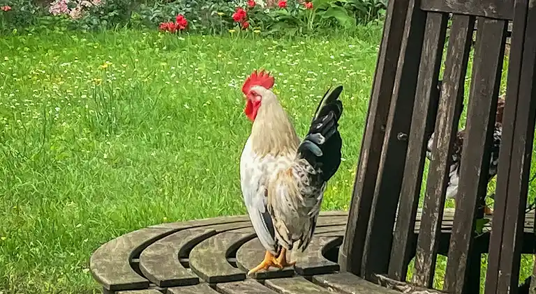 Ferienhaus in Hohburg