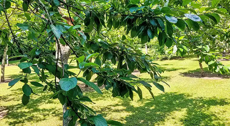 Feriebolig i Falkenstein