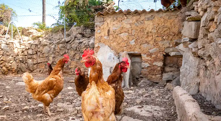 Feriebolig i Felanitx