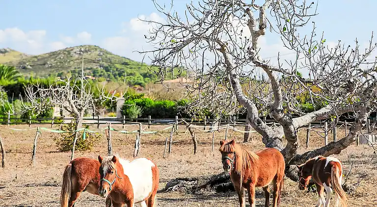 Ferienhaus in Alcúdia