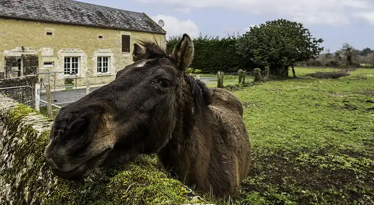 Feriebolig i Port-en-Bessin-Huppain